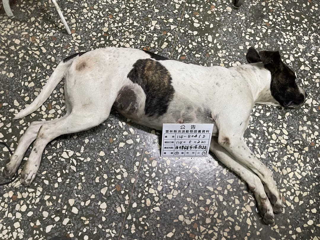 The dog, from the shelter's listing
