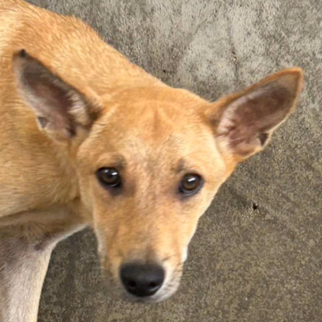 The dog, from the shelter's listing