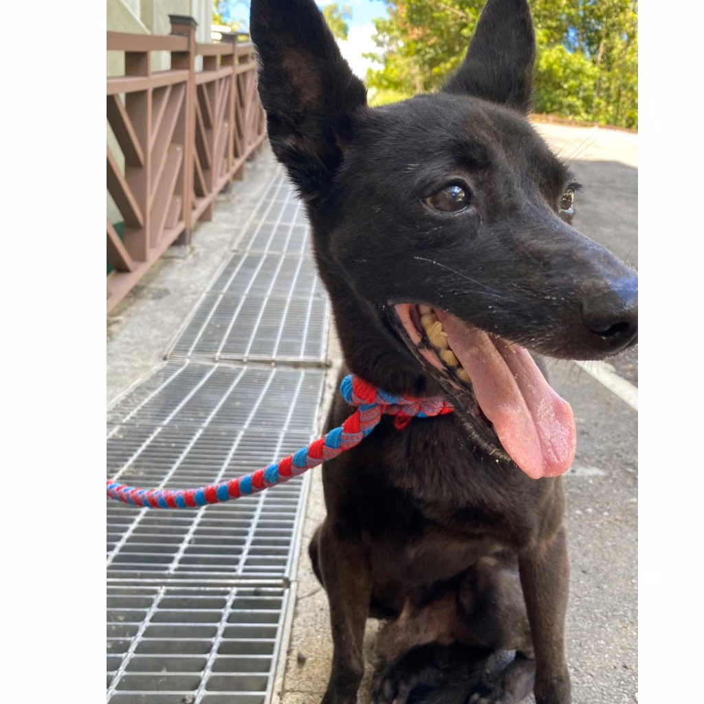 The dog, from the shelter's listing