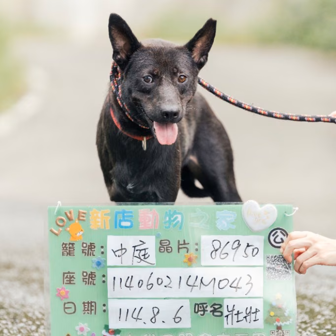 The dog, from the shelter's listing