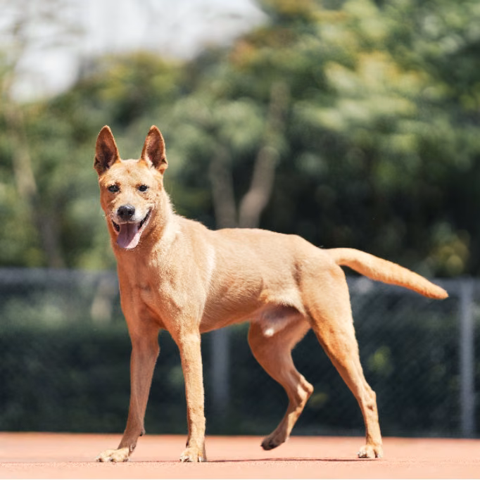 The dog, from the shelter's listing