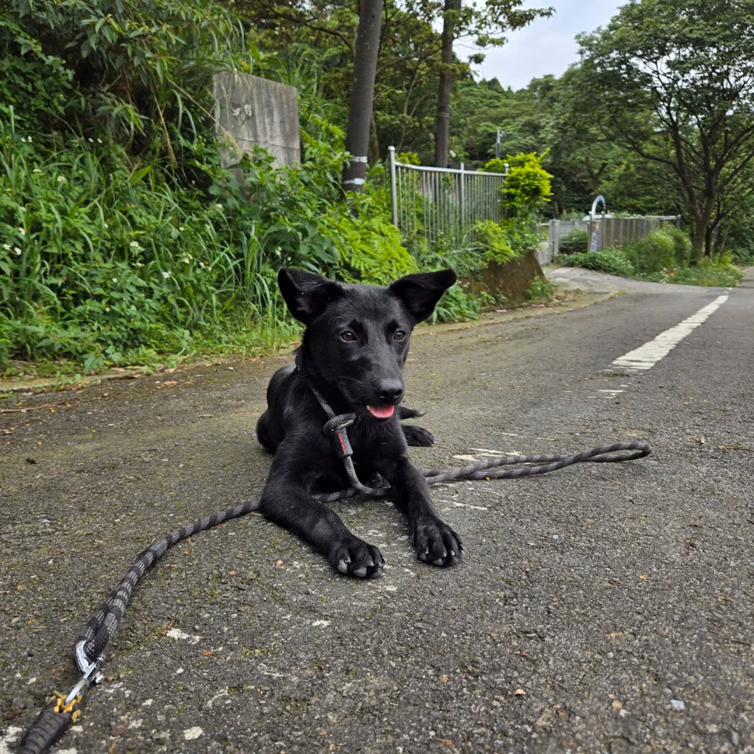 The dog, from the shelter's listing