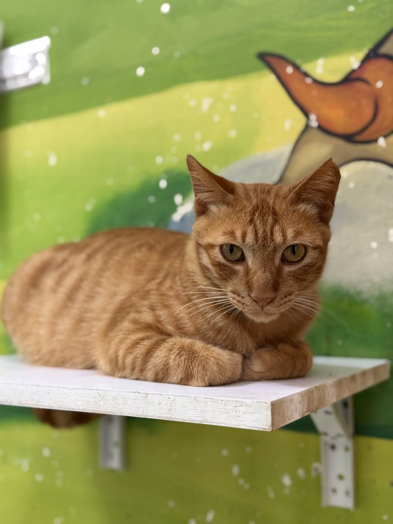The cat, from the shelter's listing