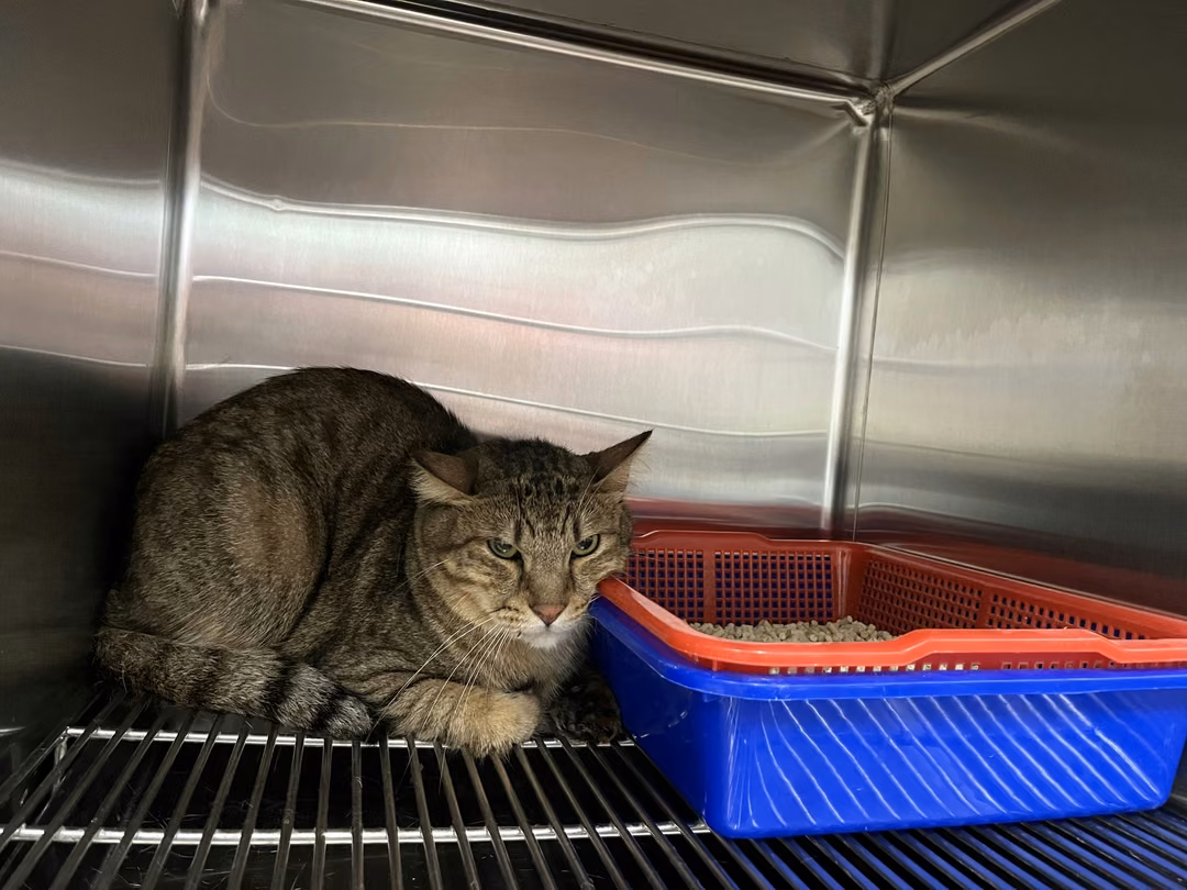 The cat, from the shelter's listing