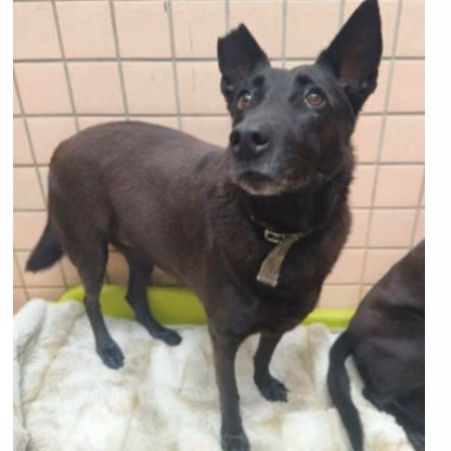 The dog, from the shelter's listing