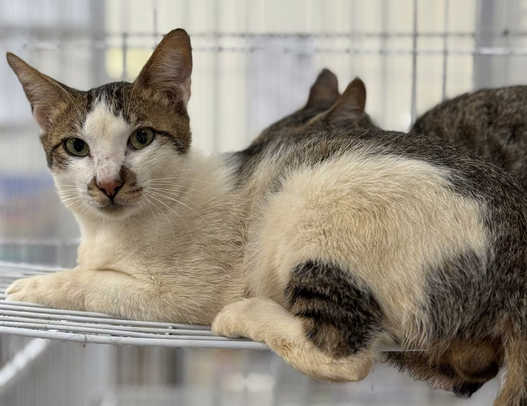 The cat, from the shelter's listing