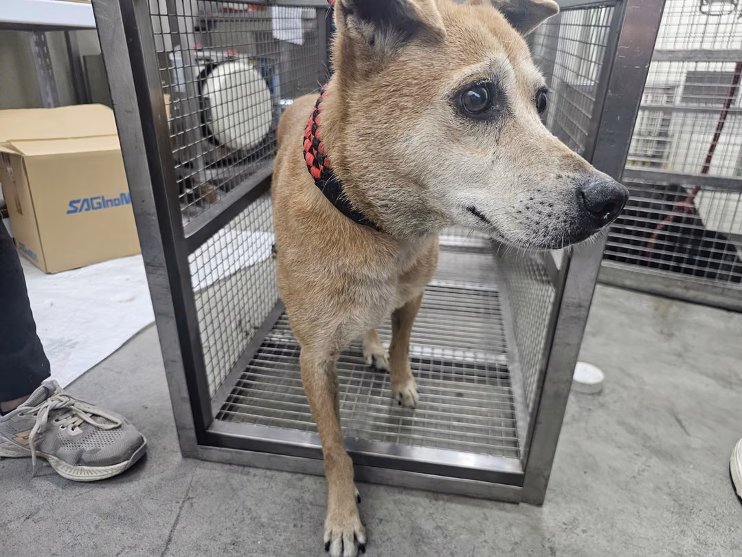 The dog, from the shelter's listing