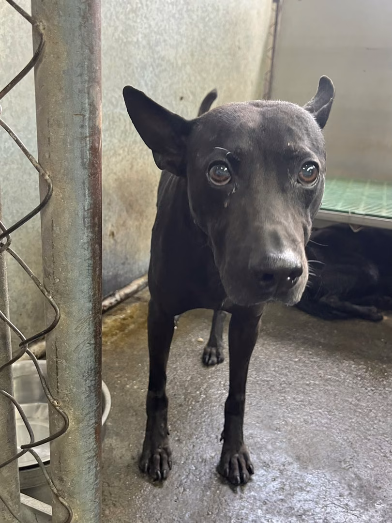 The dog, from the shelter's listing