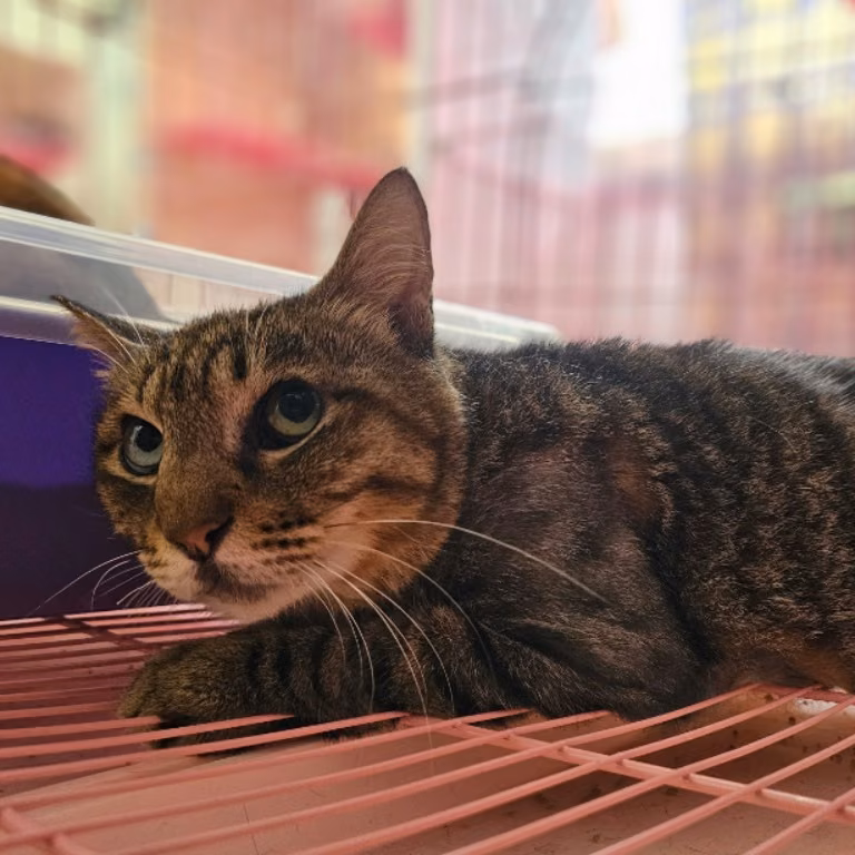 The cat, from the shelter's listing