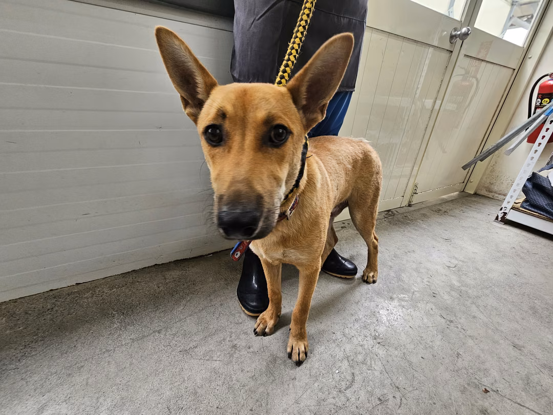 The dog, from the shelter's listing