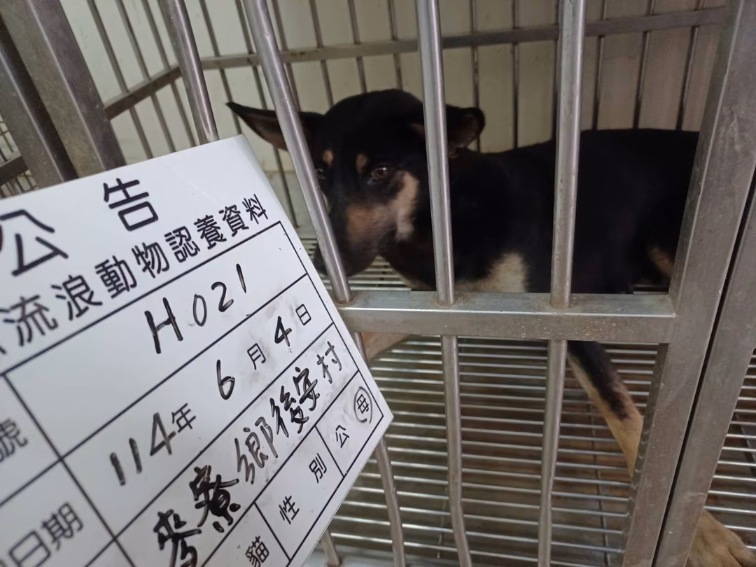 The dog, from the shelter's listing