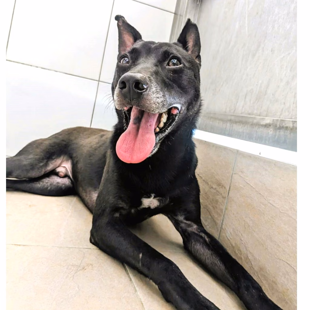The dog, from the shelter's listing