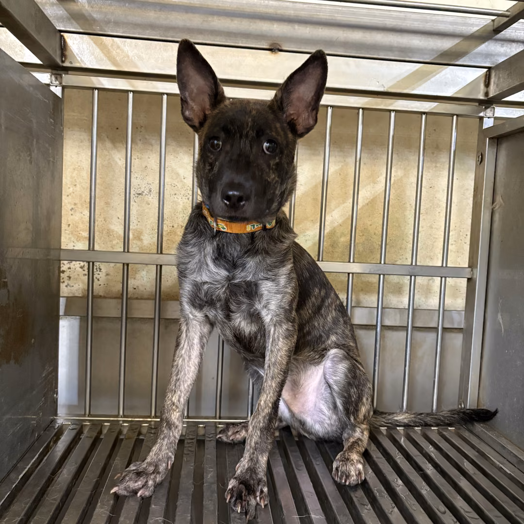 The dog, from the shelter's listing