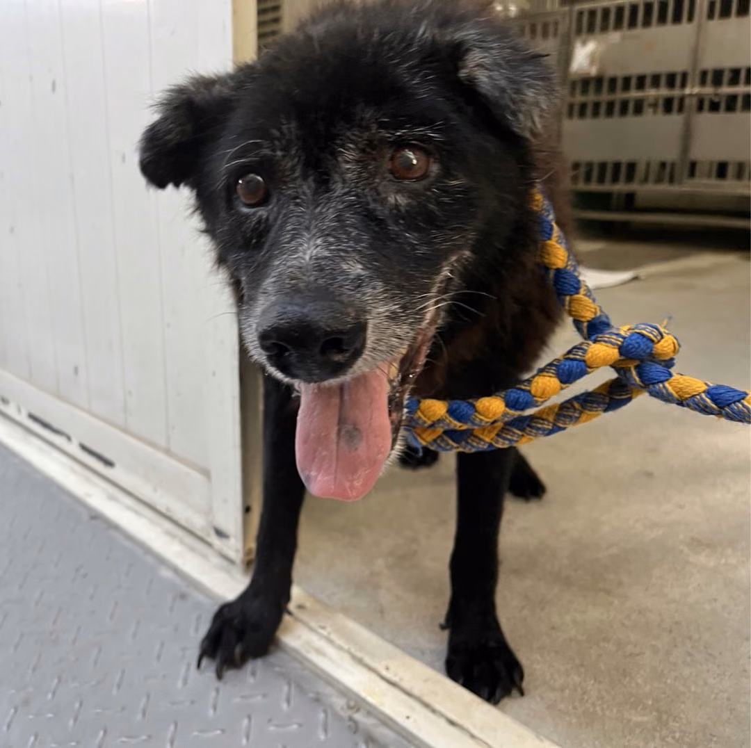 The dog, from the shelter's listing