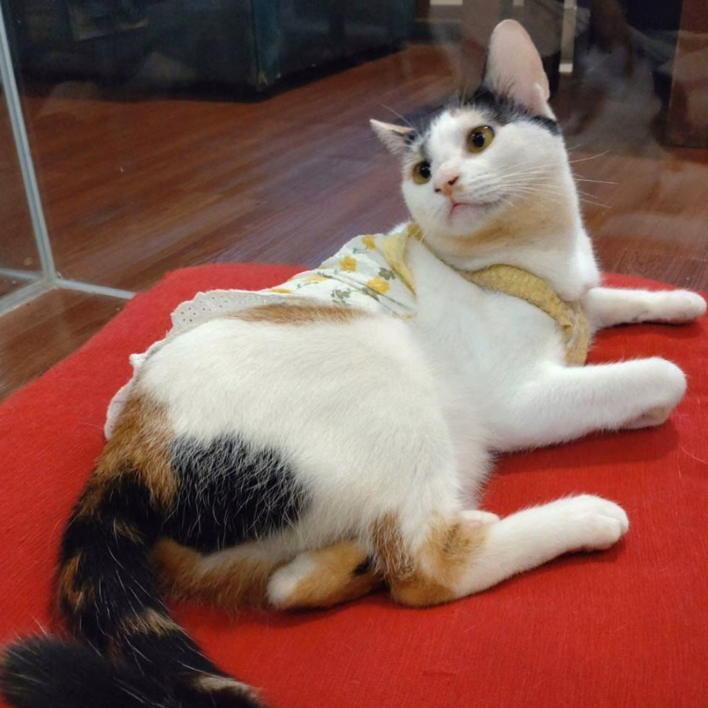 The cat, from the shelter's listing