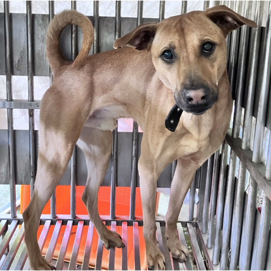 The dog, from the shelter's listing