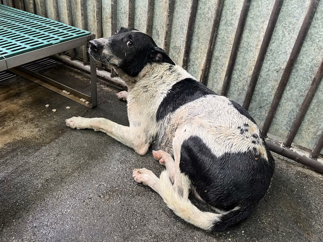 The dog, from the shelter's listing