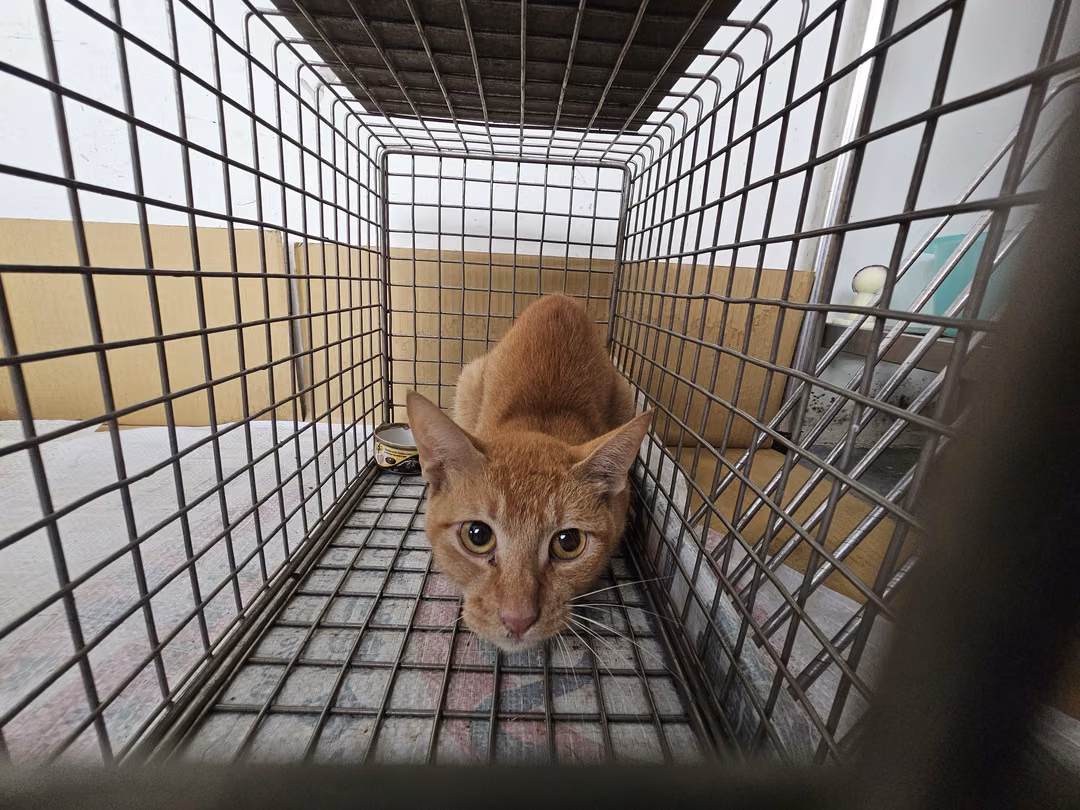 The cat, from the shelter's listing