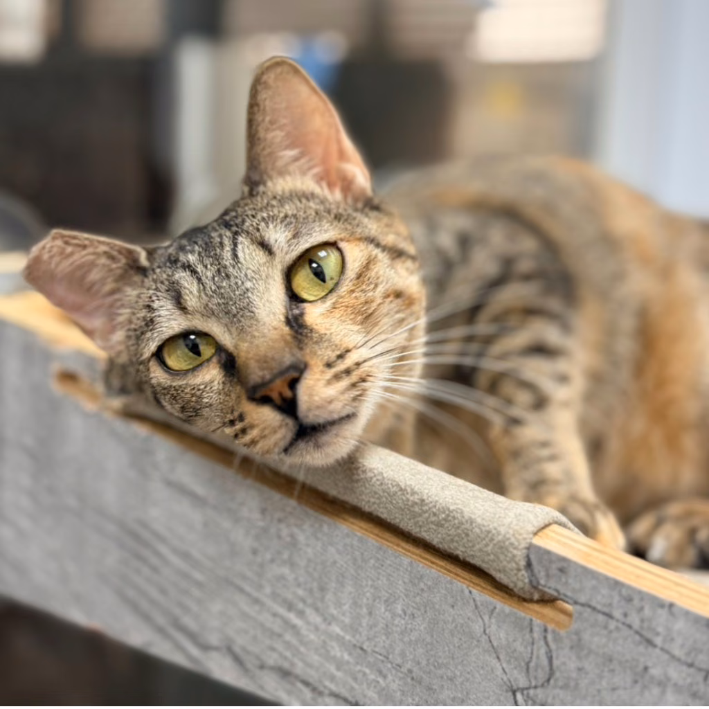 The cat, from the shelter's listing