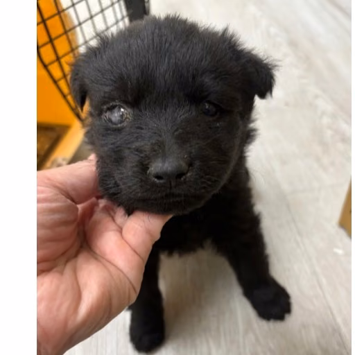 The dog, from the shelter's listing