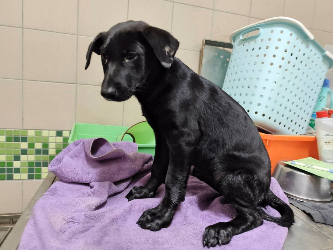 The dog, from the shelter's listing