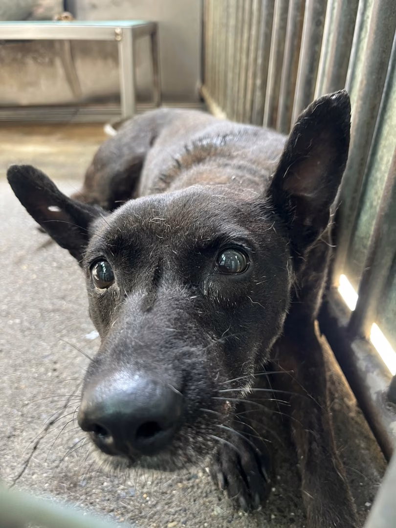 The dog, from the shelter's listing