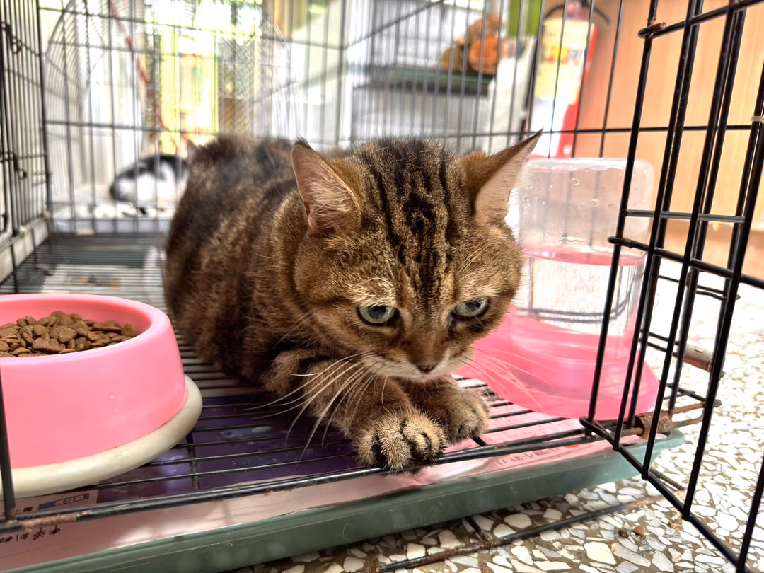 The cat, from the shelter's listing
