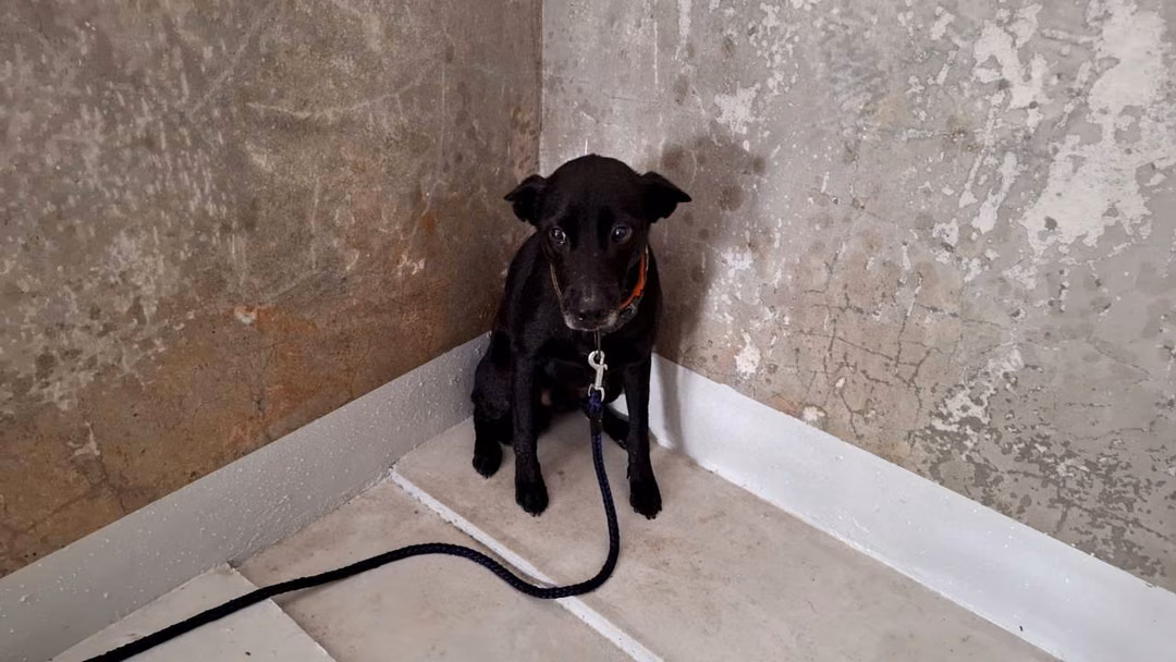 The dog, from the shelter's listing
