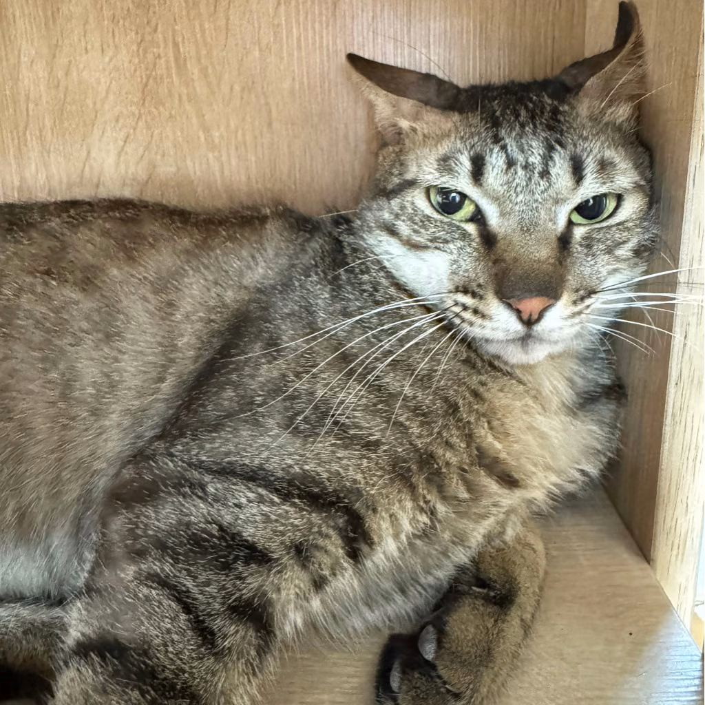 The cat, from the shelter's listing