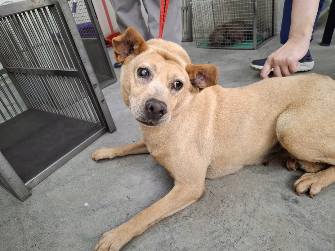 The dog, from the shelter's listing