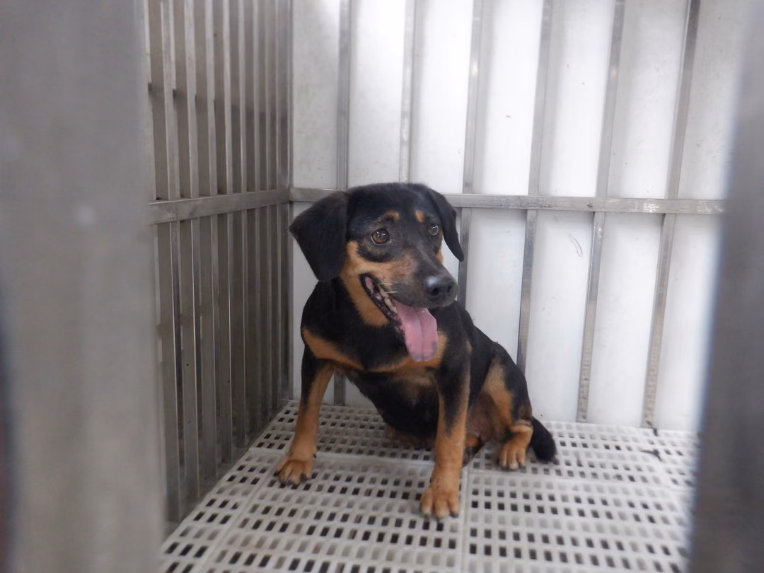 The dog, from the shelter's listing