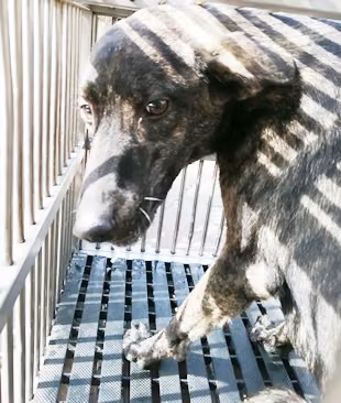 The dog, from the shelter's listing