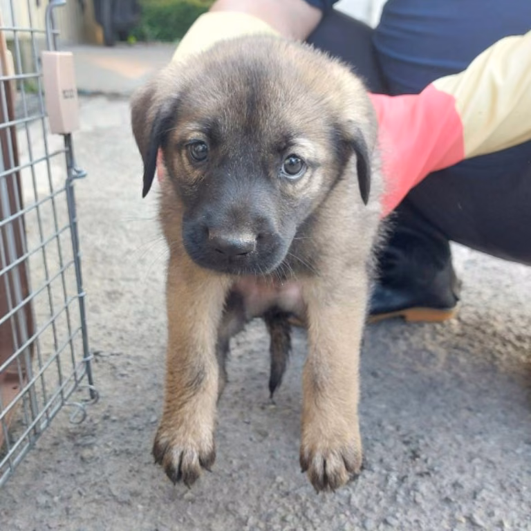 The dog, from the shelter's listing