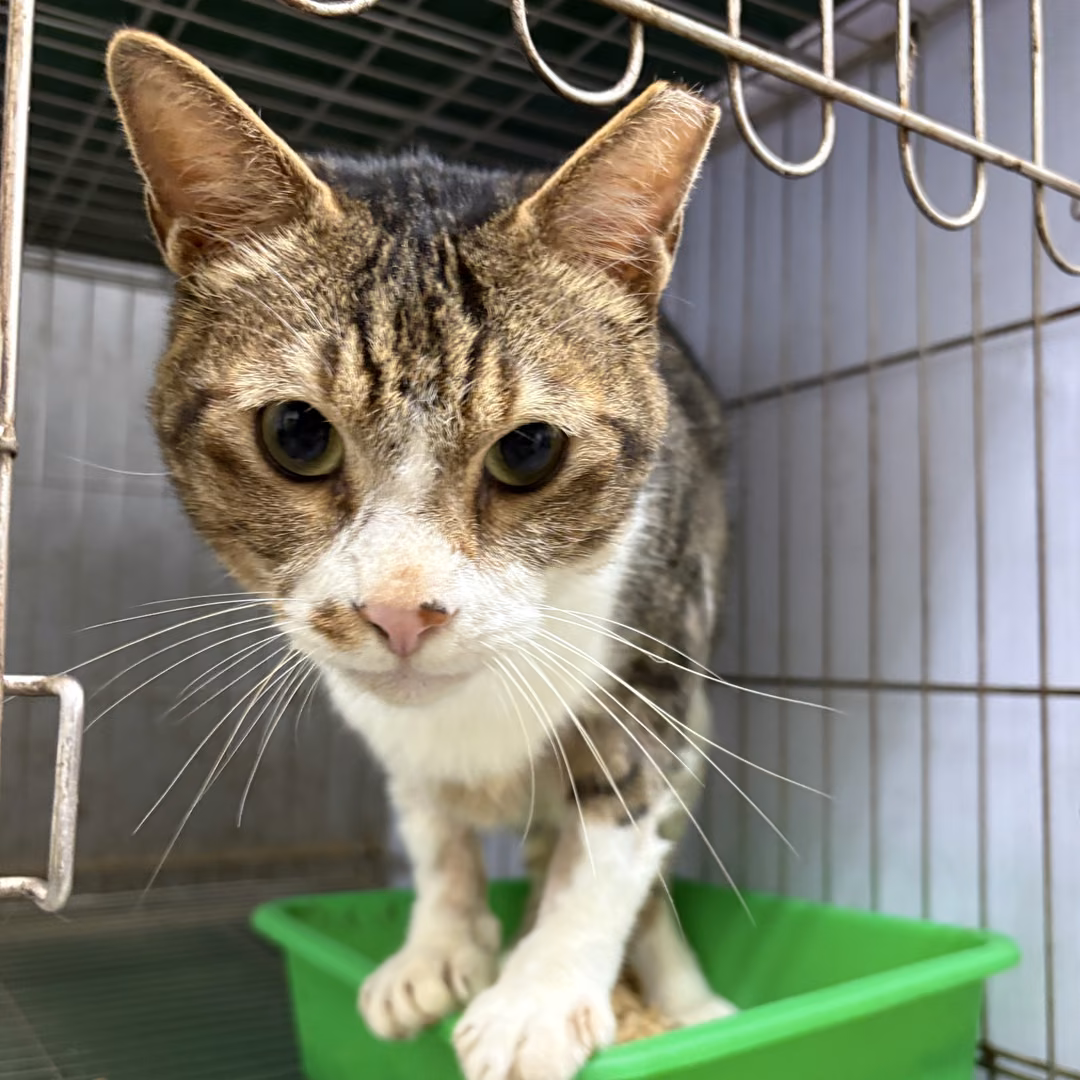 The cat, from the shelter's listing
