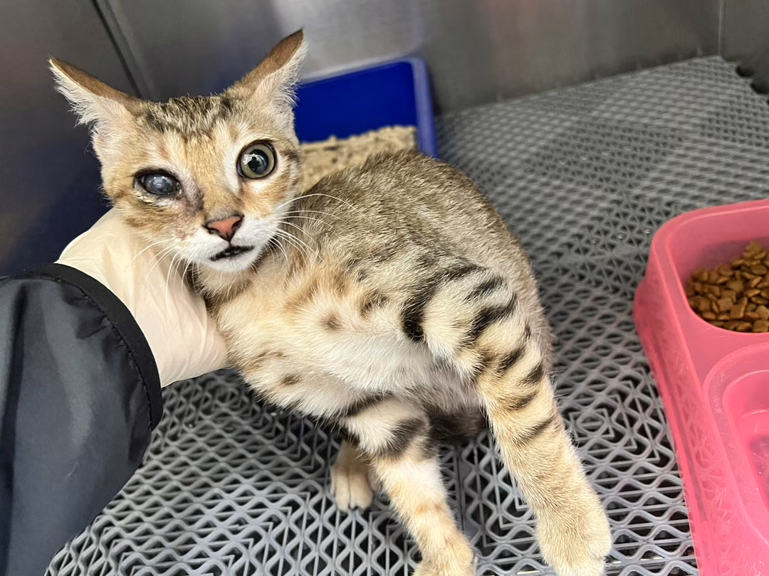 The cat, from the shelter's listing