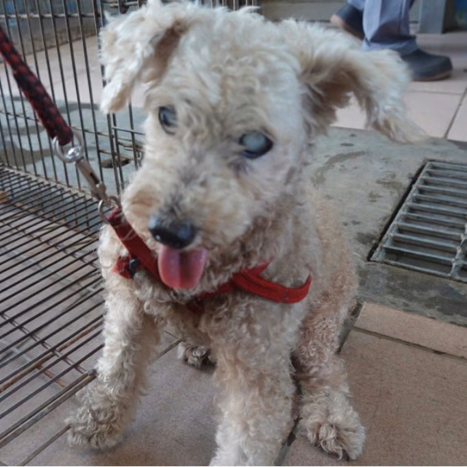 The dog, from the shelter's listing