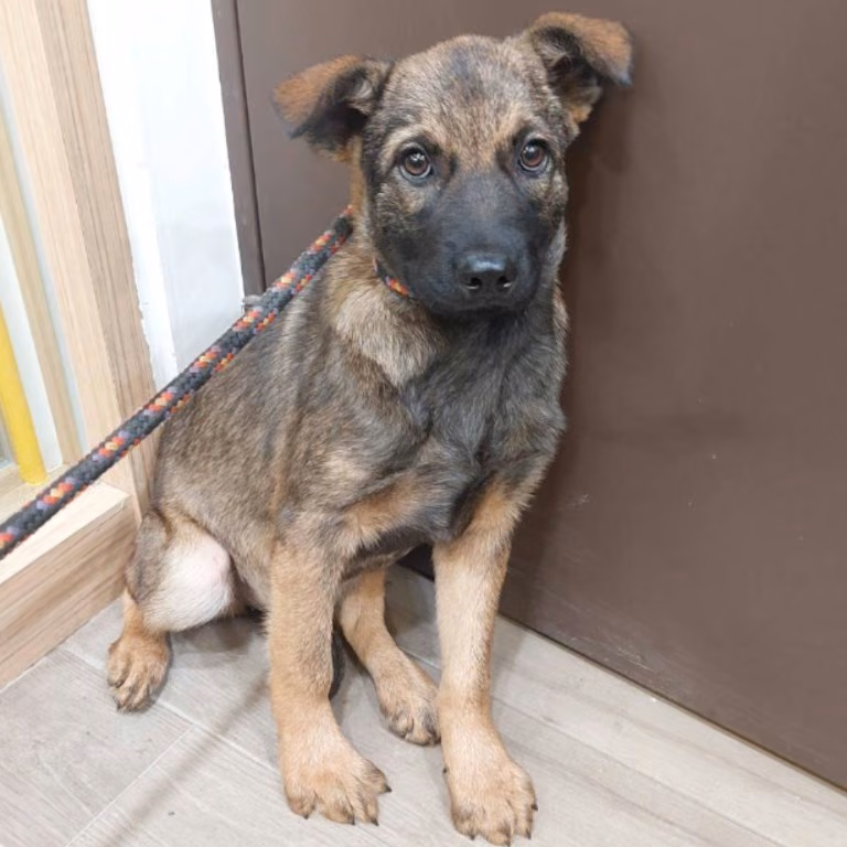The dog, from the shelter's listing