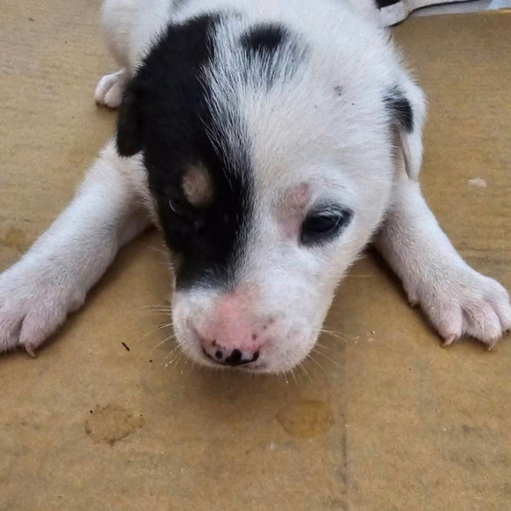 The dog, from the shelter's listing