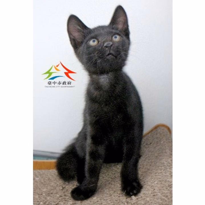 The cat, from the shelter's listing