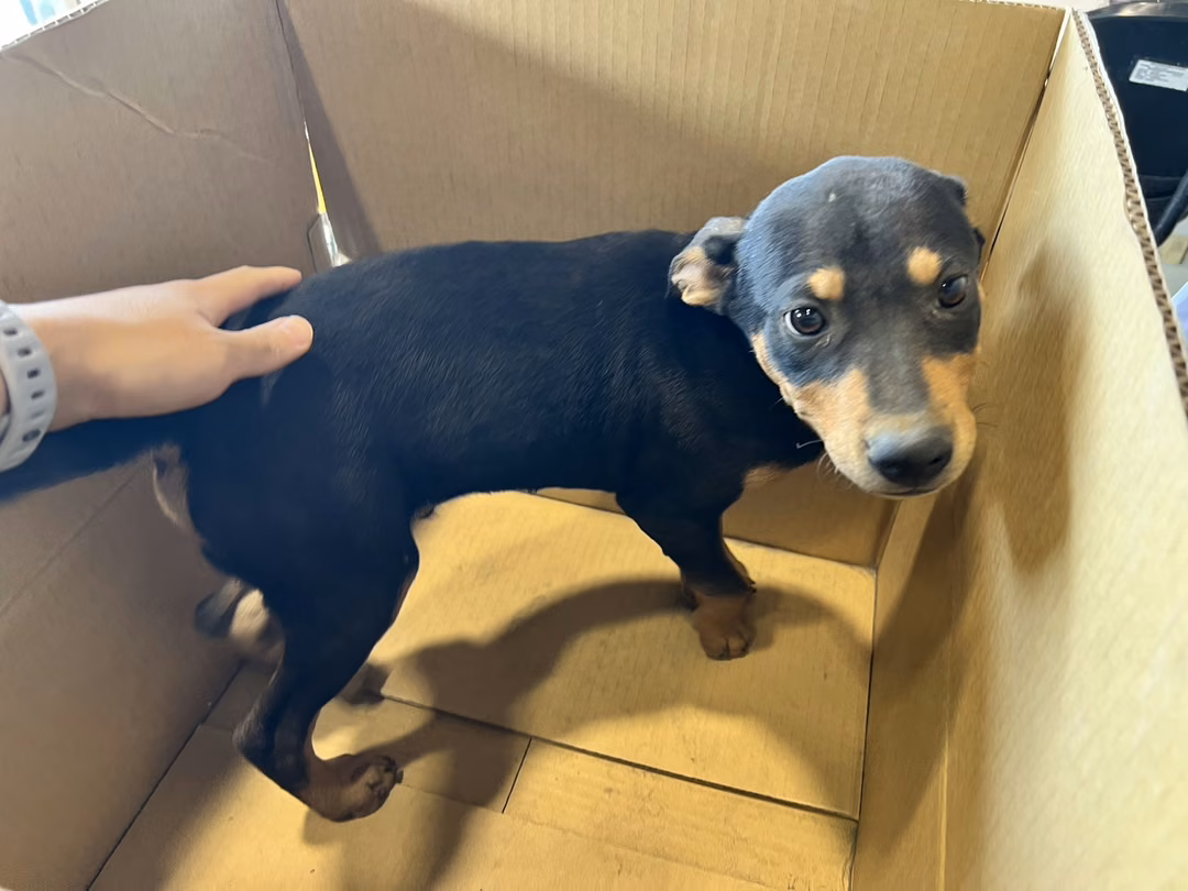 The dog, from the shelter's listing
