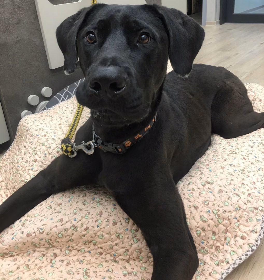 The dog, from the shelter's listing