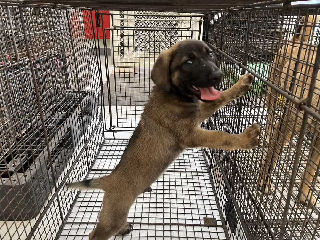The dog, from the shelter's listing
