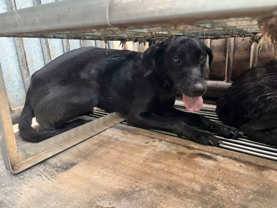 The dog, from the shelter's listing