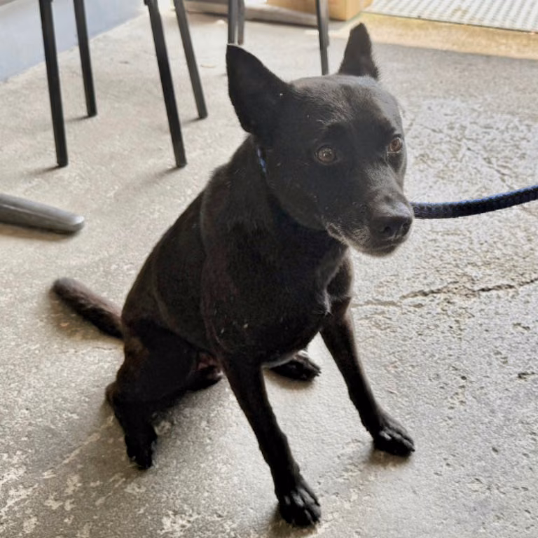 The dog, from the shelter's listing