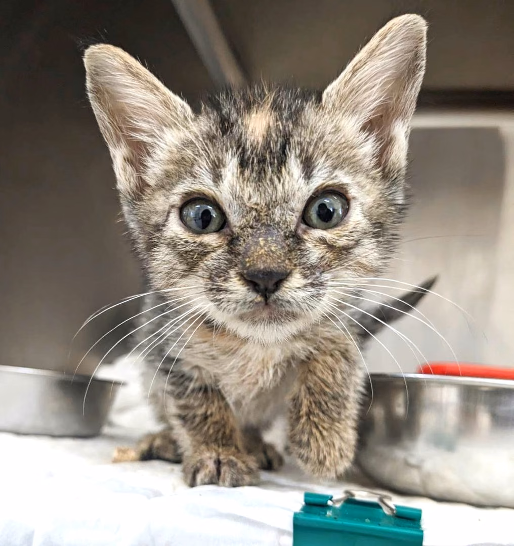 The cat, from the shelter's listing