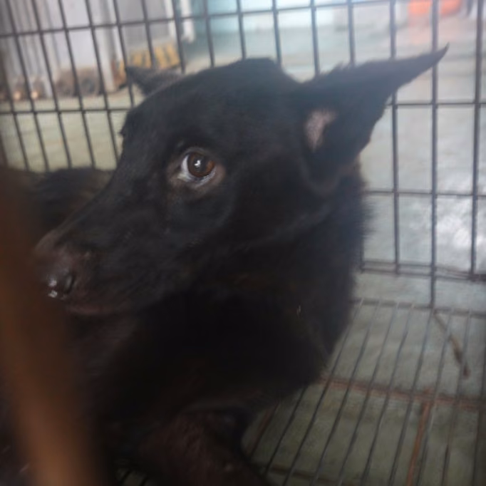The dog, from the shelter's listing