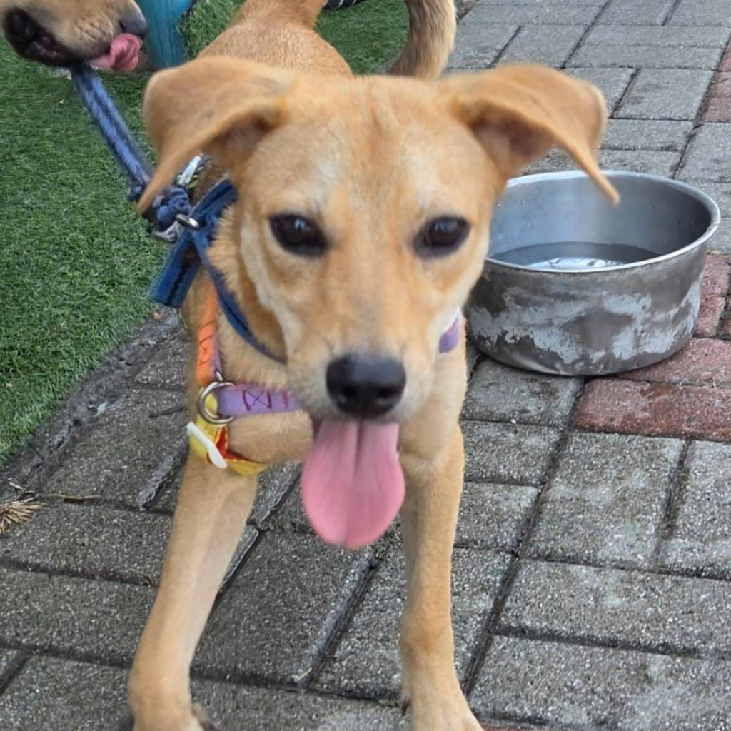 The dog, from the shelter's listing