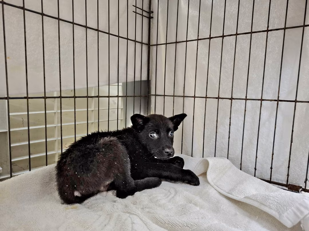 The dog, from the shelter's listing