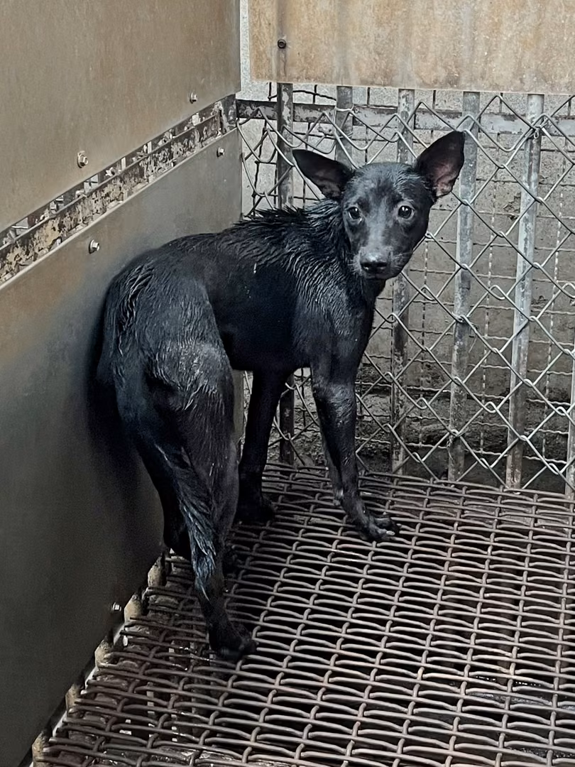 The dog, from the shelter's listing