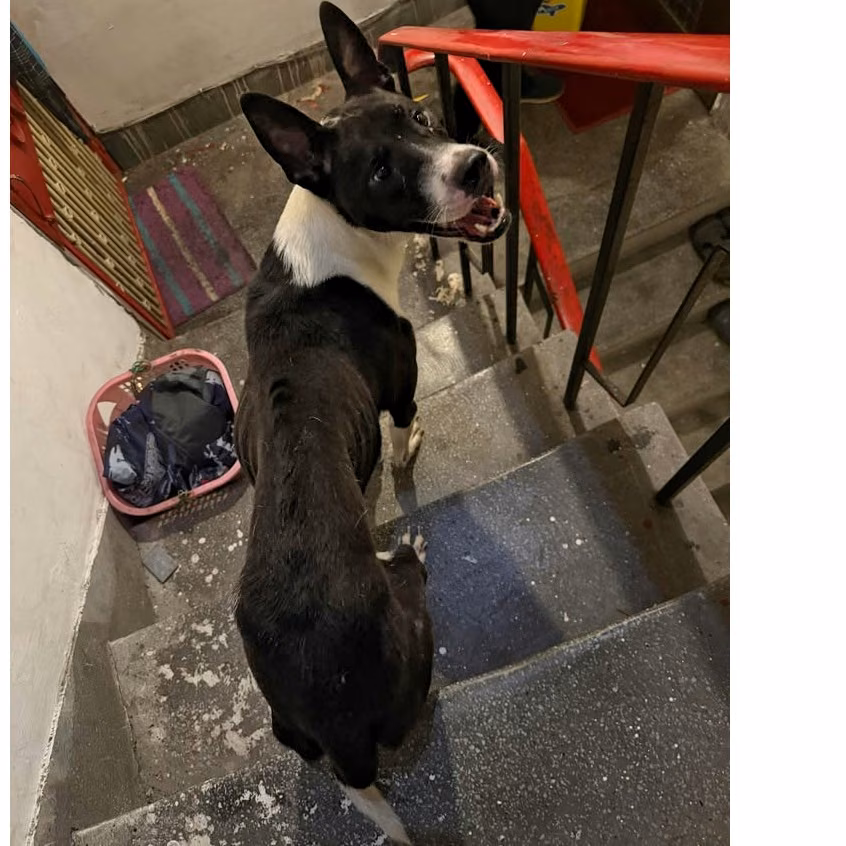The dog, from the shelter's listing
